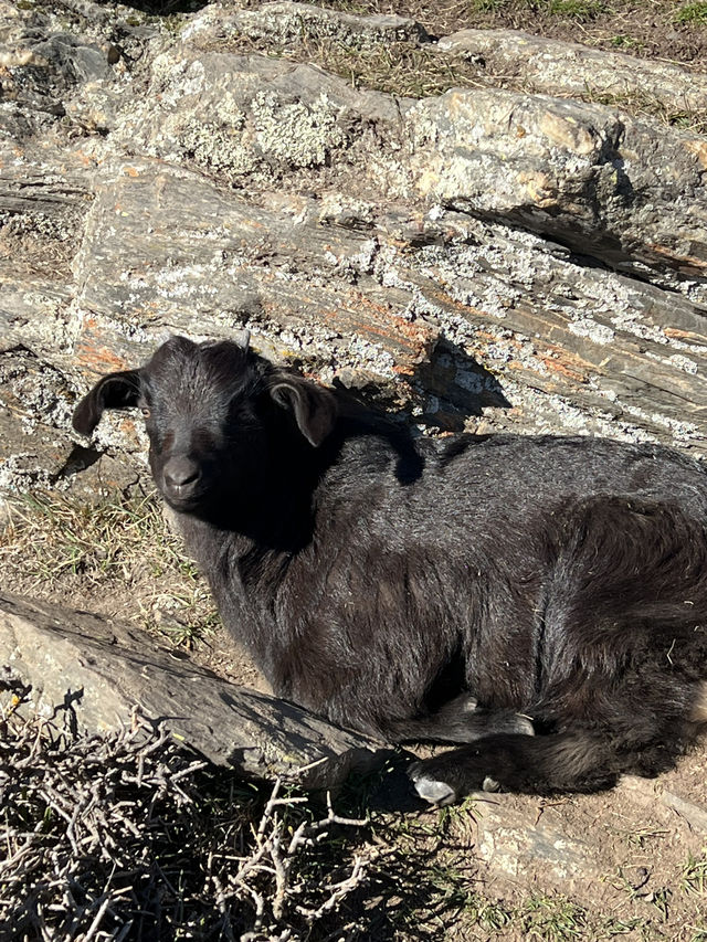 🦌 Deer Heights Park – Queenstown, New Zealand