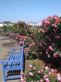 【エコパーク水俣バラ園】色とりどりのバラに包まれる、癒しの花園🌹🌞