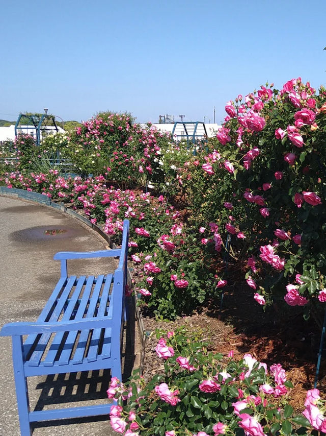 【エコパーク水俣バラ園】色とりどりのバラに包まれる、癒しの花園🌹🌞