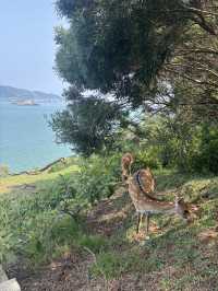 北竿大邱島遊記：與鹿共舞的孤島探險