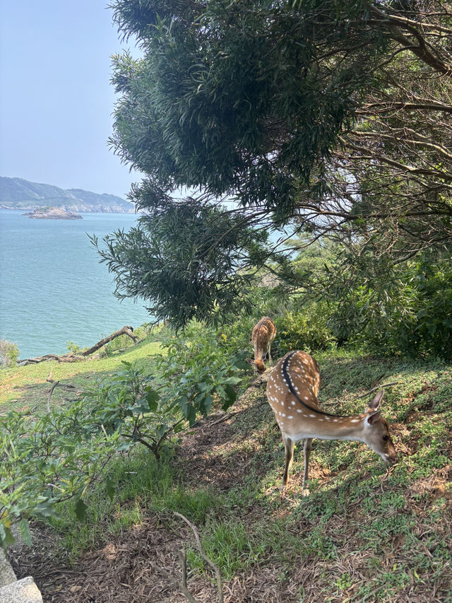 北竿大邱島遊記：與鹿共舞的孤島探險