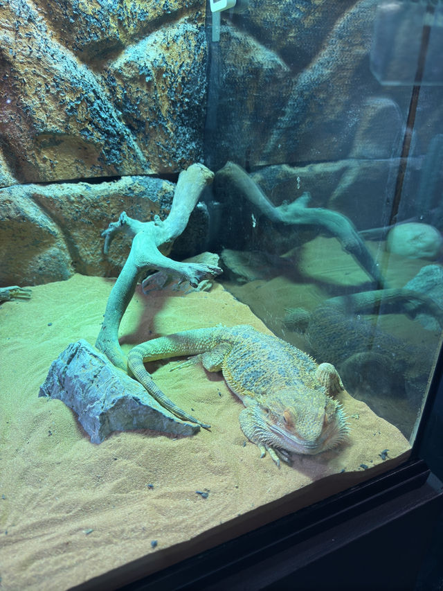 Chameleons & Jungle Snakes
