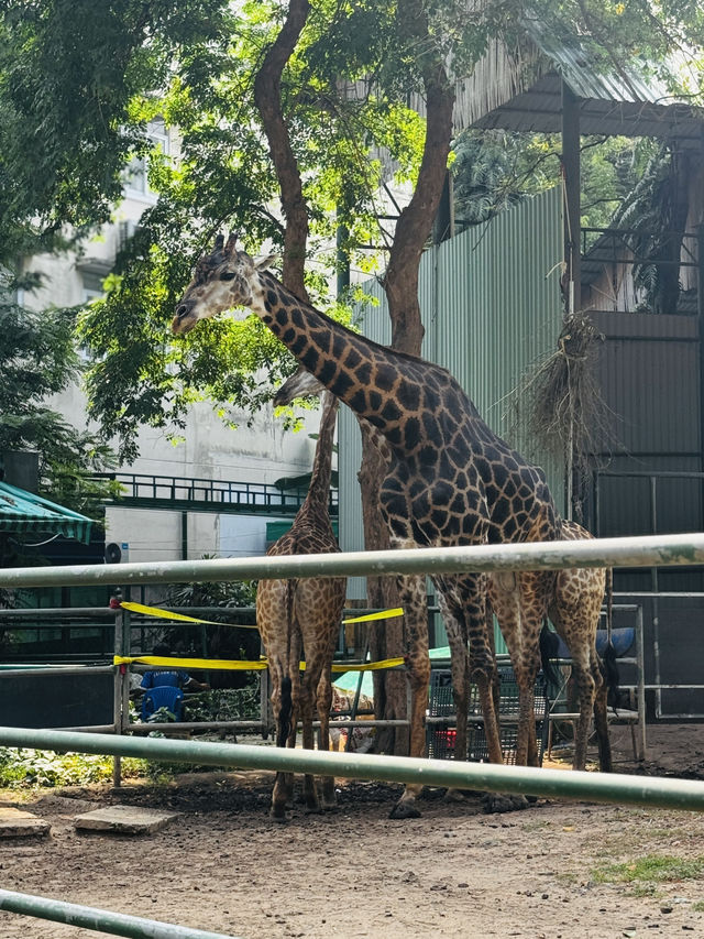 Saigon Zoo