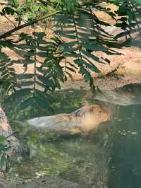 Hongshan Forest Zoo – Where Animals Reign Supreme