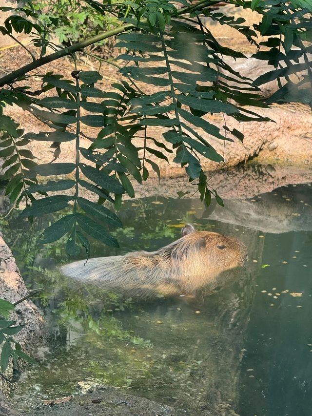 Hongshan Forest Zoo – Where Animals Reign Supreme