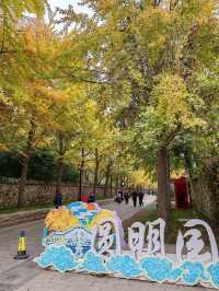 First Glimpse: The Ginkgo Boulevard of Yuanmingyuan