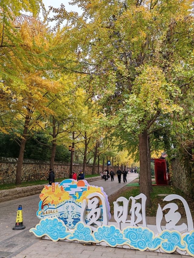 First Glimpse: The Ginkgo Boulevard of Yuanmingyuan