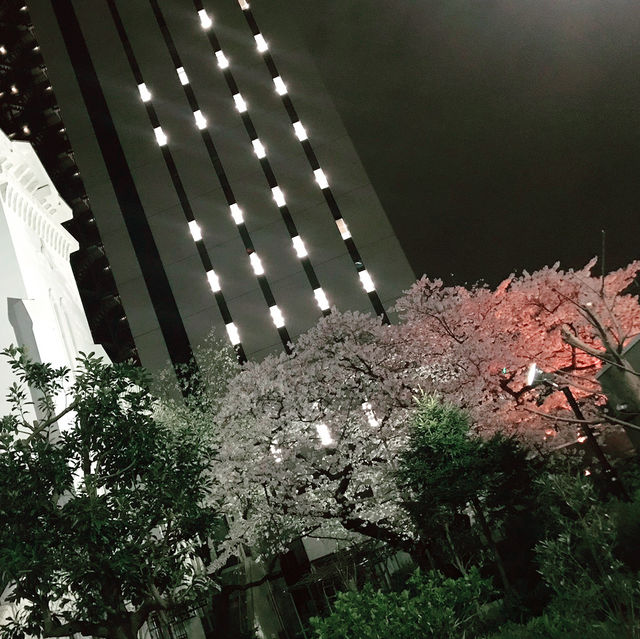 🌸春爛漫!桜と花に彩られる横浜さんぽ:海岸教会からガーデンフェスまで🌷 🌸春爛漫!桜と花に彩られる横浜さんぽ:海岸教会からガーデンフェスまで🌷