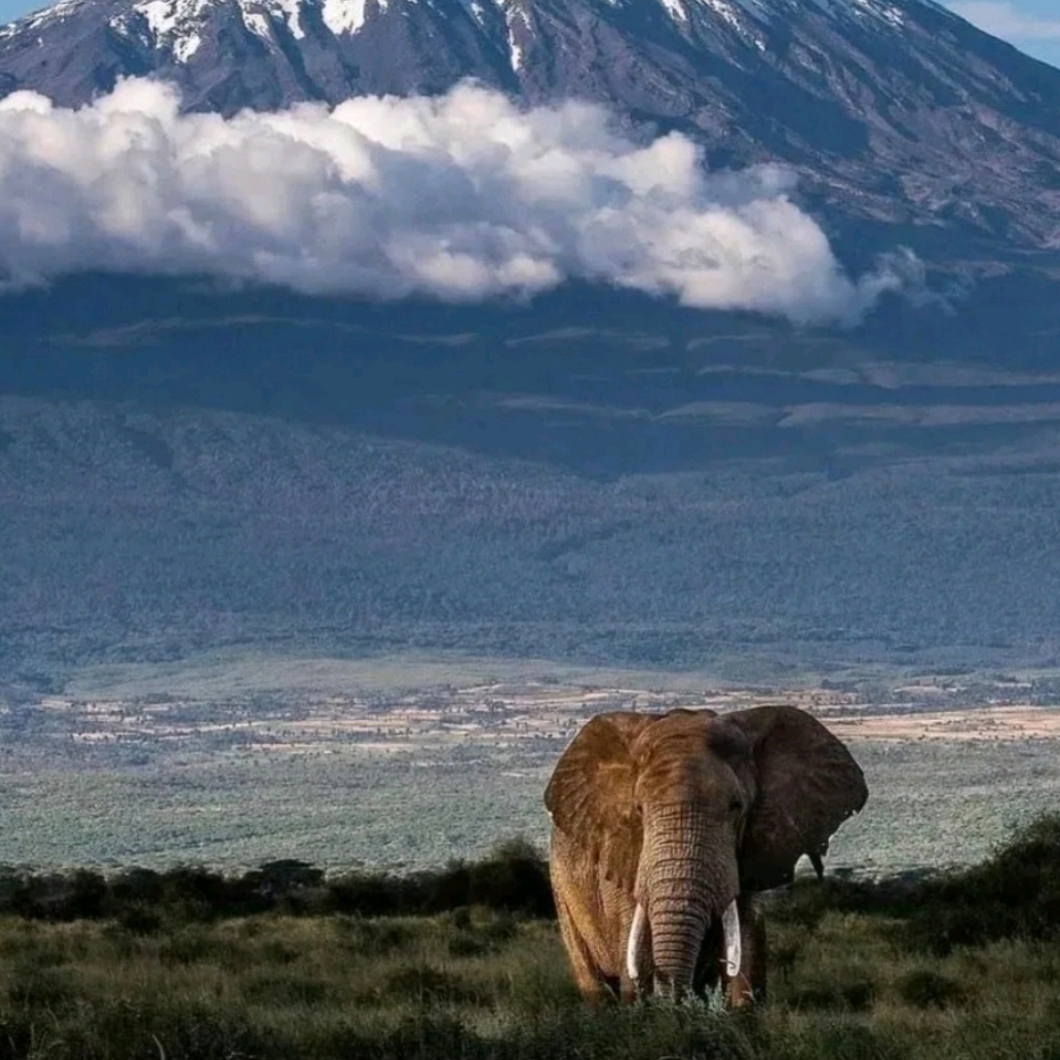 Kilimanjaro Taught Me: The Toughest Roads Lead to the Most Breathtaking Views.