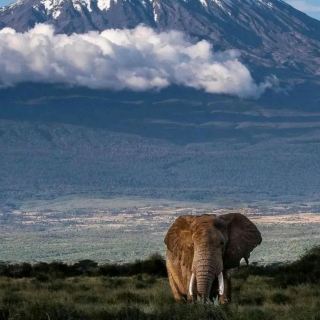 Kilimanjaro Taught Me: The Toughest Roads Lead to the Most Breathtaking Views.
