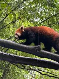 Panda Valley Dujiangyan