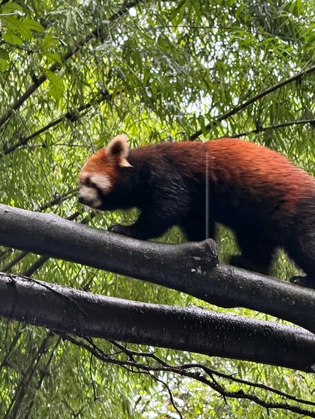 Panda Valley Dujiangyan Panda Valley Dujiangyan