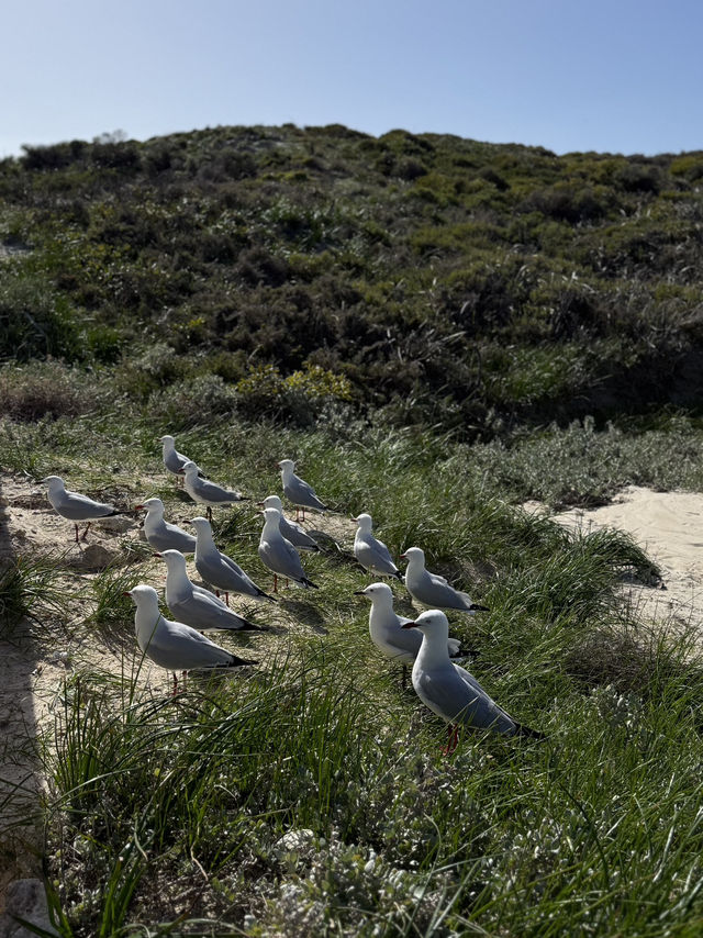 Rottnest island Paradise found ✨🌊🚴‍♀️ 
