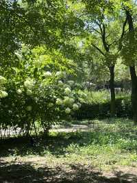 🌳 도심 속 힐링, 서울숲으로 떠나볼까요?