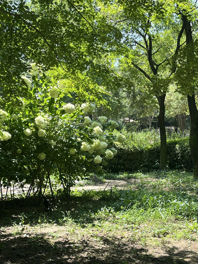 🌳 도심 속 힐링, 서울숲으로 떠나볼까요?