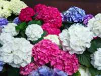 สวนดอกไม้เมืองหนาว นิทรรศน์พรรณพฤกษา จ.ระยอง