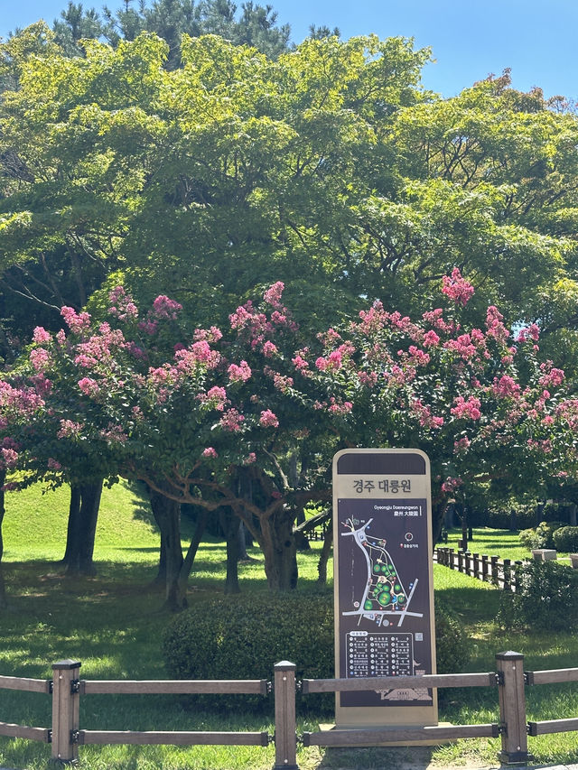 여름 경주 꼭 가야할 핫스팟 🌺🩷