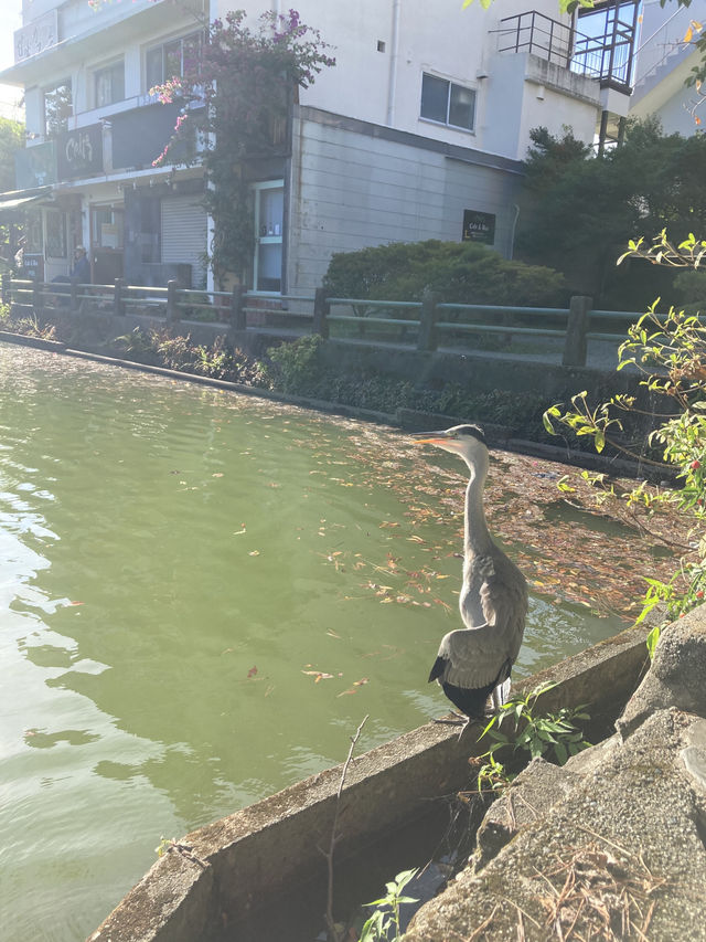 【小田原】いつ訪れても素敵な、季節ごとに表情豊かな景色を楽しむことができる城