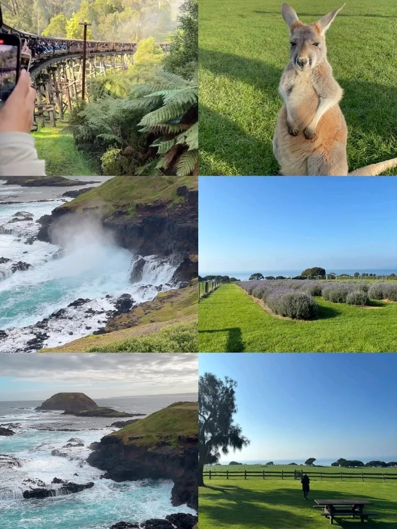🇦🇺 Phillip Island: Wildlife and Waves Near Melbourne