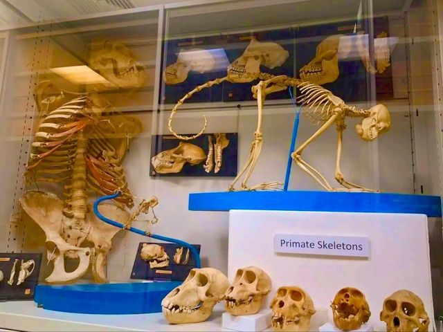 Lapworth Museum of Geology – A Journey Through Earth’s History