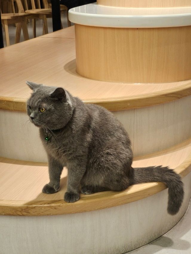 貓奴最愛打卡位推介😻