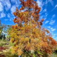 Ayrlies Garden – Auckland’s Subtropical Paradise