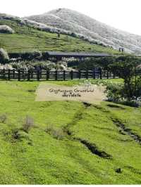 🌳 : Qingtiangang Grassland เที่ยวไต้หวัน