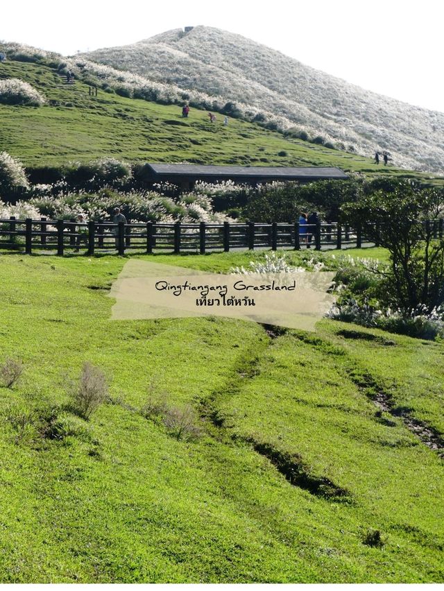 🌳 : Qingtiangang Grassland เที่ยวไต้หวัน 🌳 : Qingtiangang Grassland เที่ยวไต้หวัน