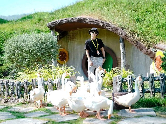สวนสัตว์ Alpaca Hill