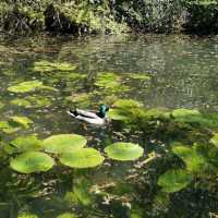 Forest Farm Country Park – Cardiff’s Quiet Wilderness Along the Taff