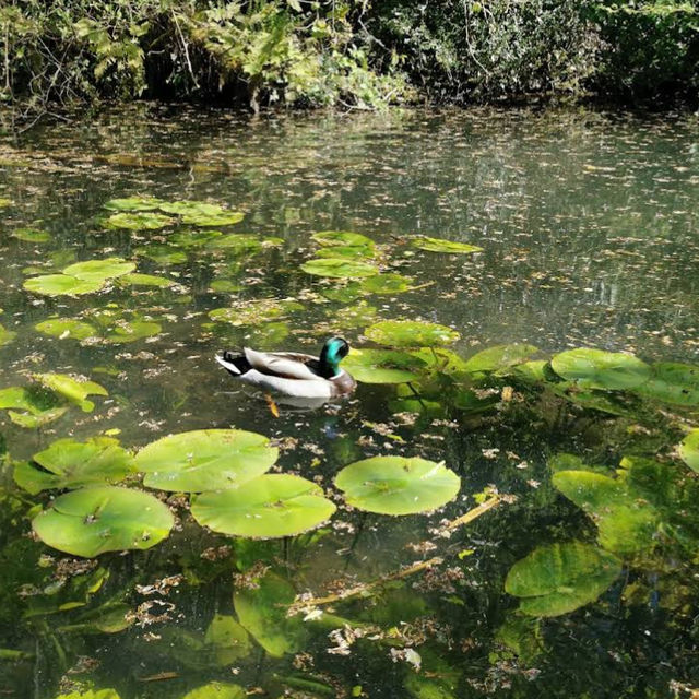 Forest Farm Country Park – Cardiff’s Quiet Wilderness Along the Taff Forest Farm Country Park – Cardiff’s Quiet Wilderness Along the Taff