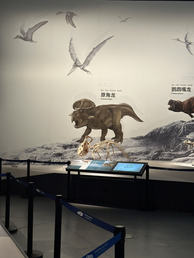 ไปเดินเล่นมิวเซียมในเฉิงตูกันนน 👏🥤🦖🦕🐙🪼