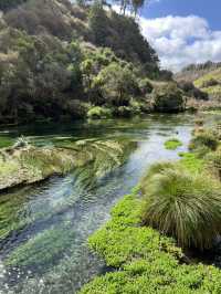 Putaruru Blue Spring (Te Waihou Walkway)