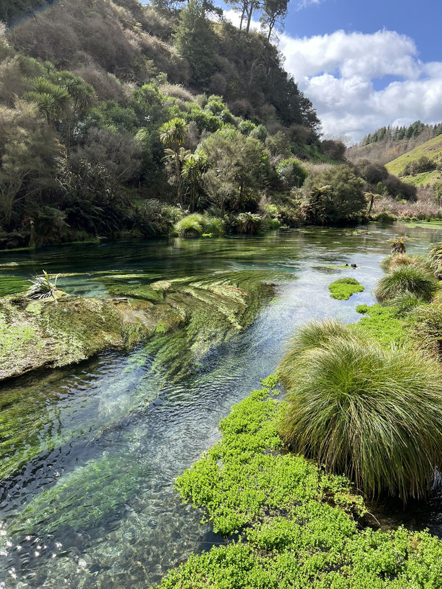 Putaruru Blue Spring (Te Waihou Walkway)