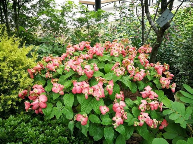 香港城市綠洲賞花之旅🌸香港動植物公園