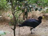 秋季最佳賞鳥推薦｜香港動植物公園
