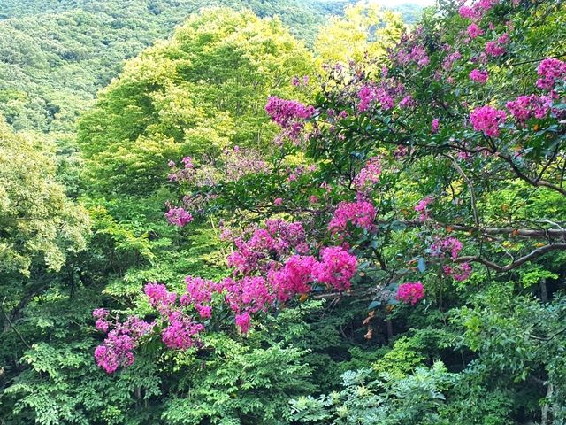 순천여행 히든 명소! 인생샷 촬영지 순천 초연정 원림