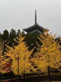 秋はイチョウと五重塔の景色が素晴らしい