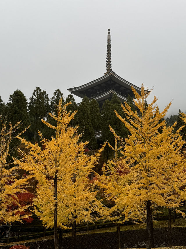 秋はイチョウと五重塔の景色が素晴らしい