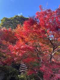 🍁✨ รีวิว: ชมฤดูใบไม้เปลี่ยนสีในคามากุระ (Kamakura