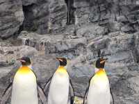 Asahiyama Zooแพนกวินเดินพาเหรดบนรันเวย์หิมะ!
