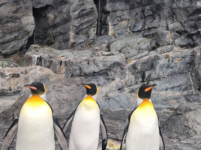 Asahiyama Zooแพนกวินเดินพาเหรดบนรันเวย์หิมะ!  Asahiyama Zooแพนกวินเดินพาเหรดบนรันเวย์หิมะ!