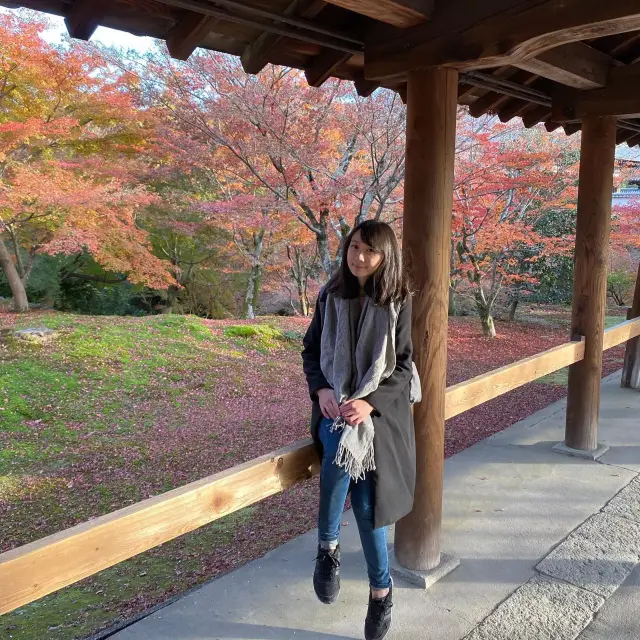 🍁 ⛩️ 一生懸命的感動！京都「夢幻極光紅葉」