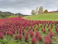 北海道秘境✨由仁花園3.2萬株地膚草鋪成秋日絨毯