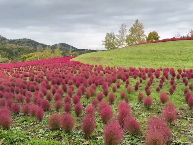 北海道秘境✨由仁花園3.2萬株地膚草鋪成秋日絨毯