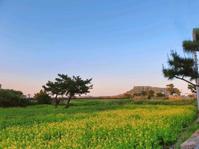푸른 바다와 산이 어우러진 곳 📍제주도 푸른 바다와 산이 어우러진 곳 📍제주도