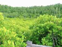 ทุ่งโปรงทอง ระยอง