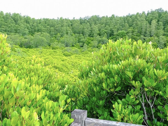 ทุ่งโปรงทอง ระยอง ทุ่งโปรงทอง ระยอง