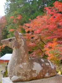京都小眾紅葉秘境✨大原野神社の私藏打卡指南