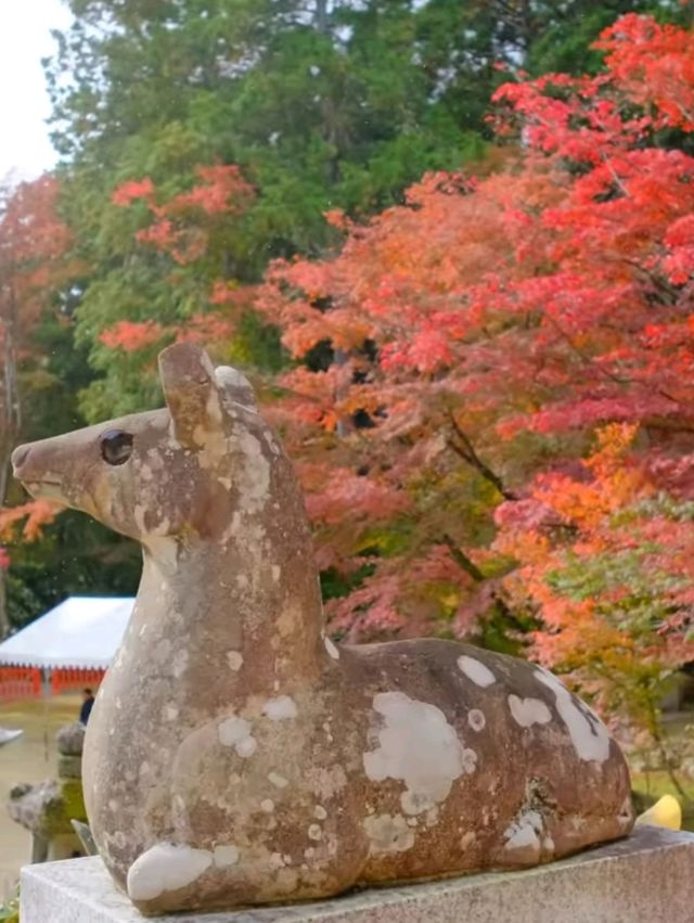 京都小眾紅葉秘境✨大原野神社の私藏打卡指南 京都小眾紅葉秘境✨大原野神社の私藏打卡指南